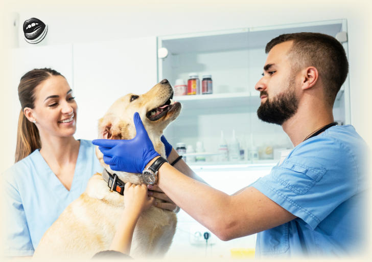 Regulă UE dură pentru toți iubitorii de animale: Cip obligatoriu pentru câini și pisici – sancțiuni pentru cei care nu respectă legea